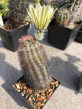 Echinocereus pectinatus